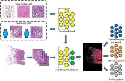 Study on Molecular Information Intelligent Diagnosis and Treatment of Bladder Cancer on Pathological Tissue Image